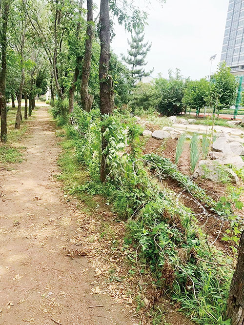 3北京路莱禧龙筑小区南，有居民毁坏绿化带，开起了小菜园.jpg