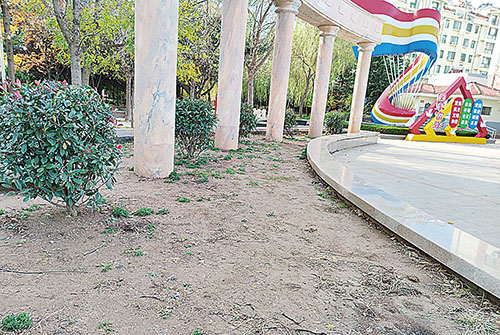 花坛内沙土裸露.jpg