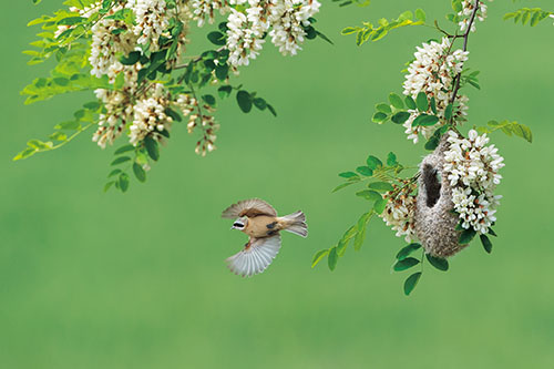 4《花与鸟》张瑞生 摄.jpg