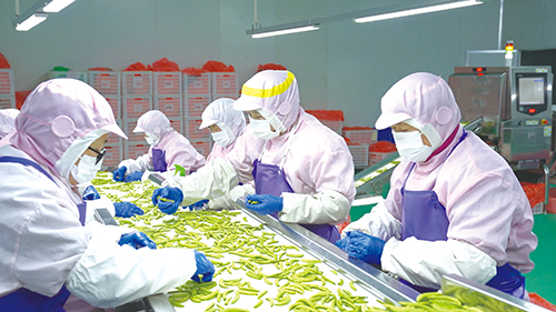 1 金叶公司不停工.jpg