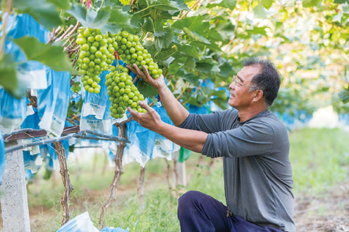 1688689834889786.jpg 3版.葡萄.jpg