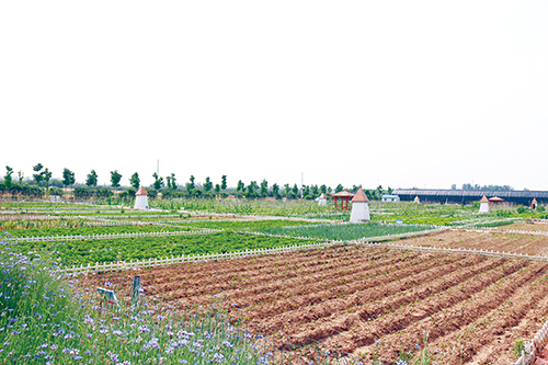 3产芝村旅游合作社从农户手中流转土地，统一打造，管理，建成开心农场。.jpg