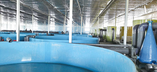 1742867194828016.jpg 3.七彩种业.jpg