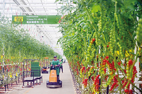 1742867777250592.jpg 3.西红柿.jpg