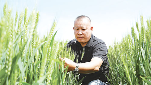 1747980299647542.jpg 301赵先念查看麦苗生长情况。 拷贝.jpg