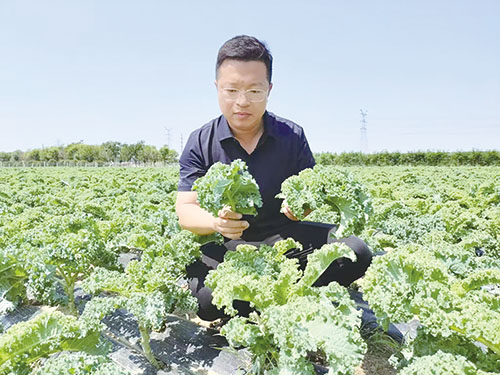 1750728188327678.jpg 301王帅查看大田羽衣甘蓝长势。.jpg